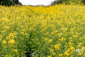 市民中心油菜花