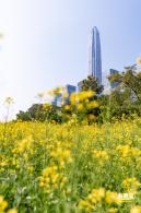 市民中心油菜花