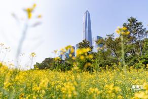 市民中心油菜花