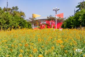 市民中心油菜花
