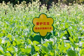 市民中心油菜花