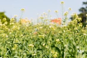 市民中心油菜花