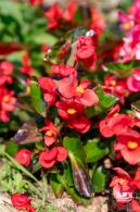市民中心油菜花