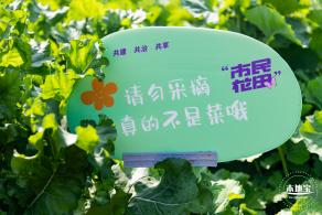 市民中心油菜花