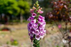 市民中心油菜花