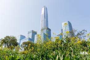 市民中心油菜花