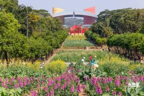 市民中心油菜花