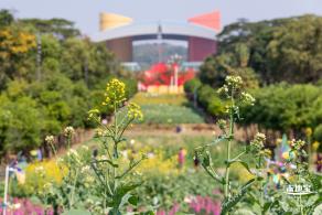 市民中心油菜花