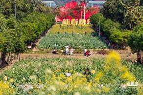 市民中心油菜花