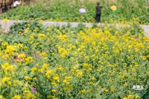 市民中心油菜花