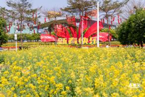 市民中心油菜花