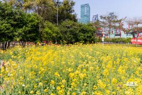 市民中心油菜花