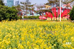 市民中心油菜花