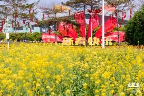 市民中心油菜花