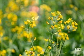 市民中心油菜花