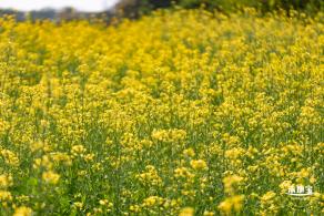 市民中心油菜花