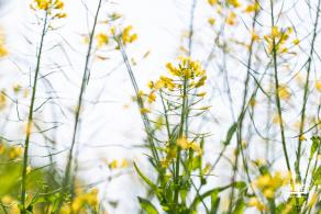 市民中心油菜花