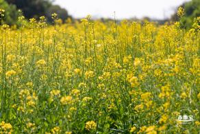 市民中心油菜花