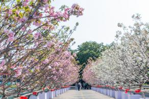 观澜大地生态园樱花