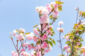 观澜大地生态园樱花
