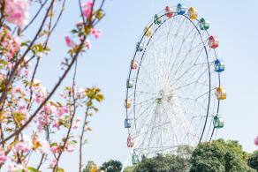 观澜大地生态园樱花