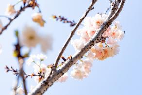 求水山龙之谷樱花