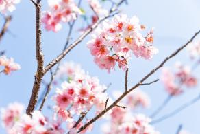 求水山龙之谷樱花