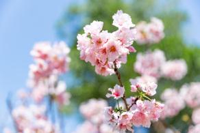 求水山龙之谷樱花