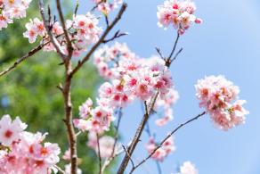 求水山龙之谷樱花