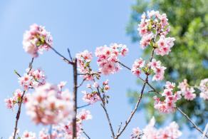 求水山龙之谷樱花