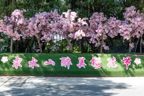 求水山龙之谷樱花