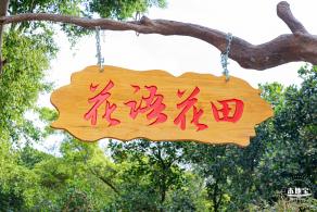 光明农场大观园向日葵