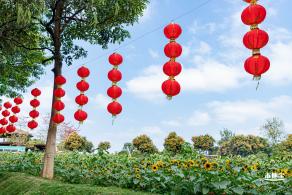 光明农场大观园向日葵