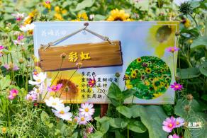 光明农场大观园向日葵