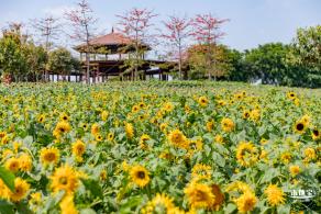 光明农场大观园向日葵