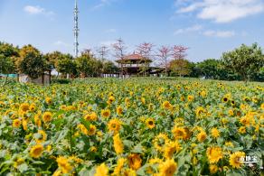 光明农场大观园向日葵