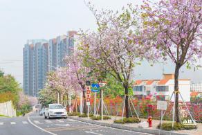 华英路樱花主题公园