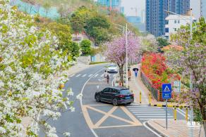 华英路樱花主题公园
