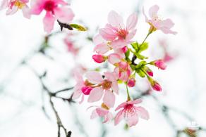 华英路樱花主题公园