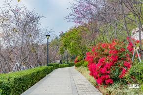 华英路樱花主题公园