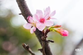 华英路樱花主题公园
