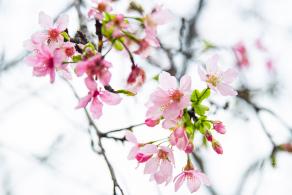 华英路樱花主题公园
