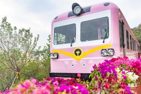 华英路樱花主题公园