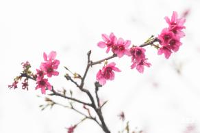 华英路樱花主题公园