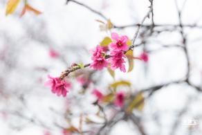 华英路樱花主题公园