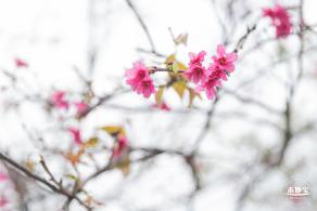 华英路樱花主题公园