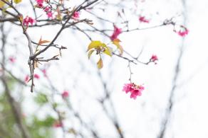 华英路樱花主题公园