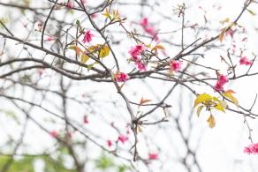 华英路樱花主题公园