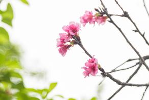 华英路樱花主题公园