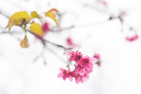 华英路樱花主题公园